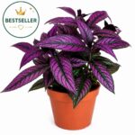 Strobilanthes dyeriana Persian Shield