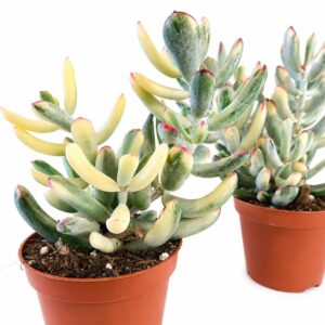 cotyledon orbiculata variegata