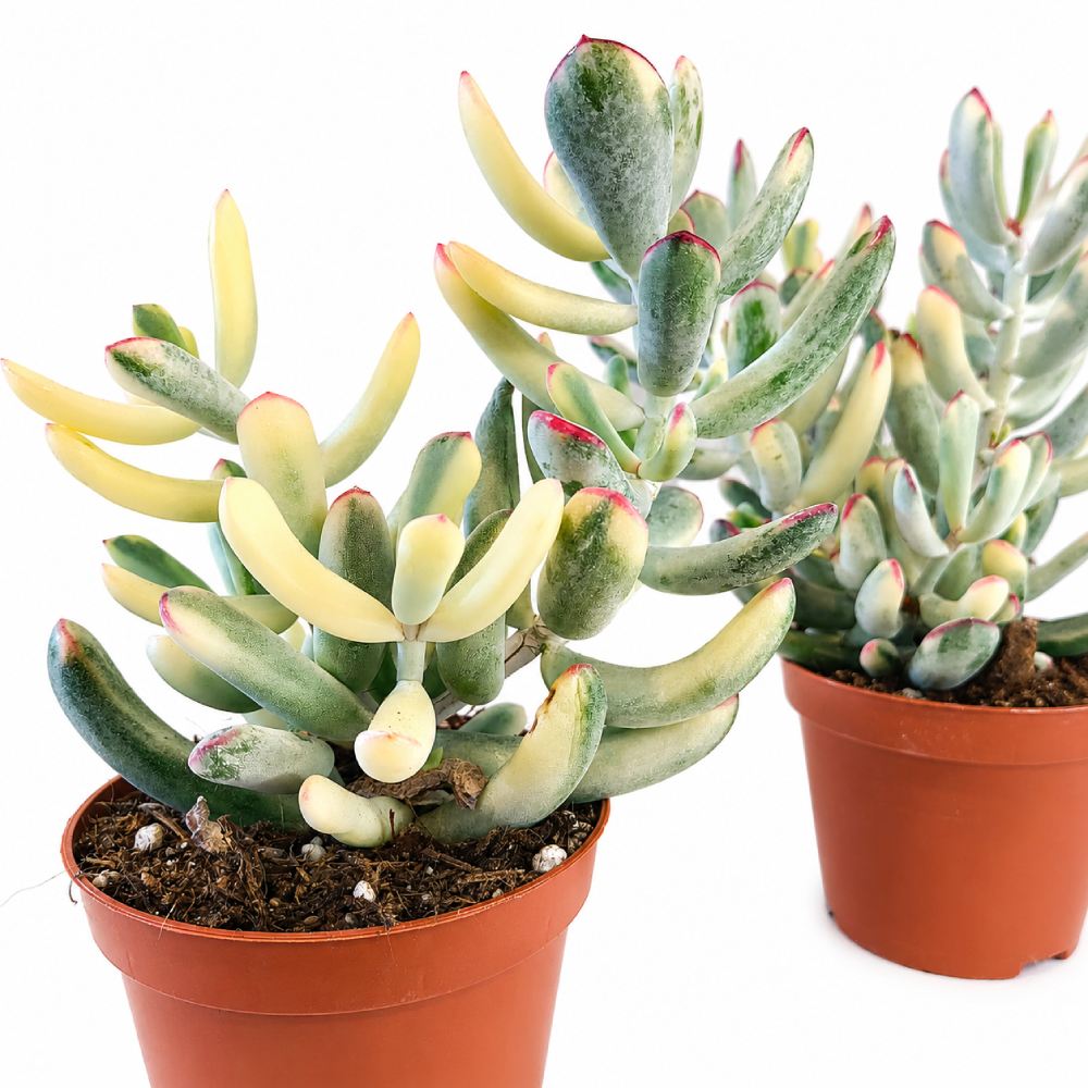 cotyledon orbiculata variegata