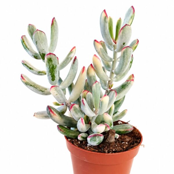 cotyledon orbiculata variegata