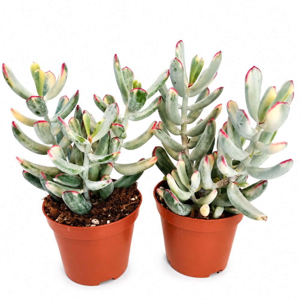 cotyledon orbiculata variegata