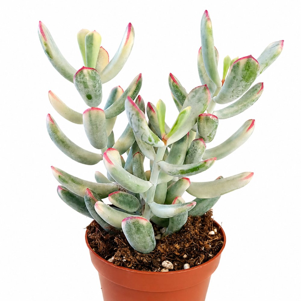 cotyledon orbiculata variegata