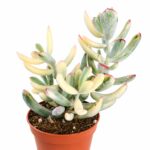 cotyledon orbiculata variegata