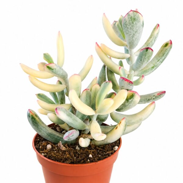 cotyledon orbiculata variegata