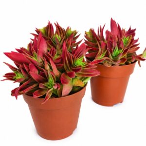 crassula corymbulosa