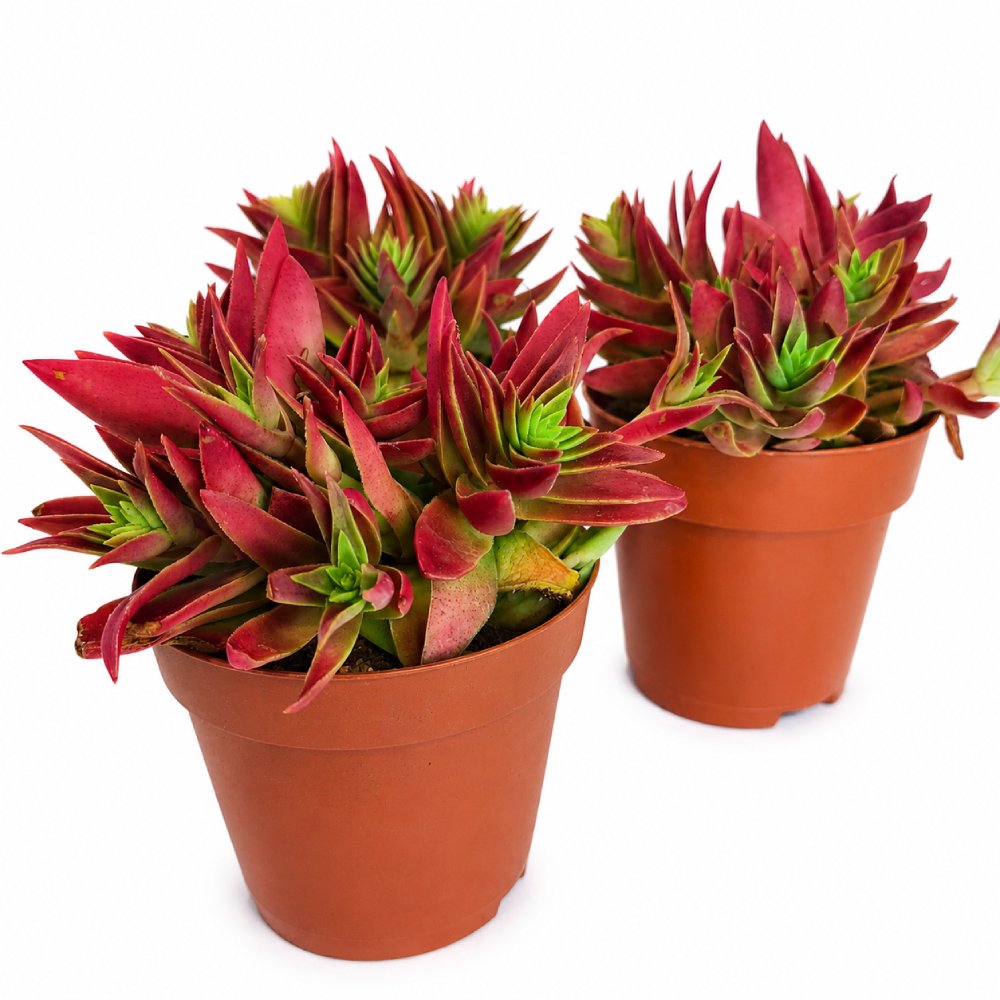 crassula corymbulosa