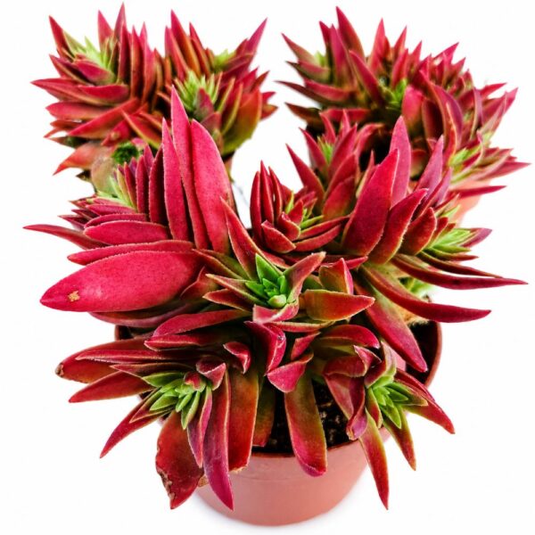 crassula corymbulosa