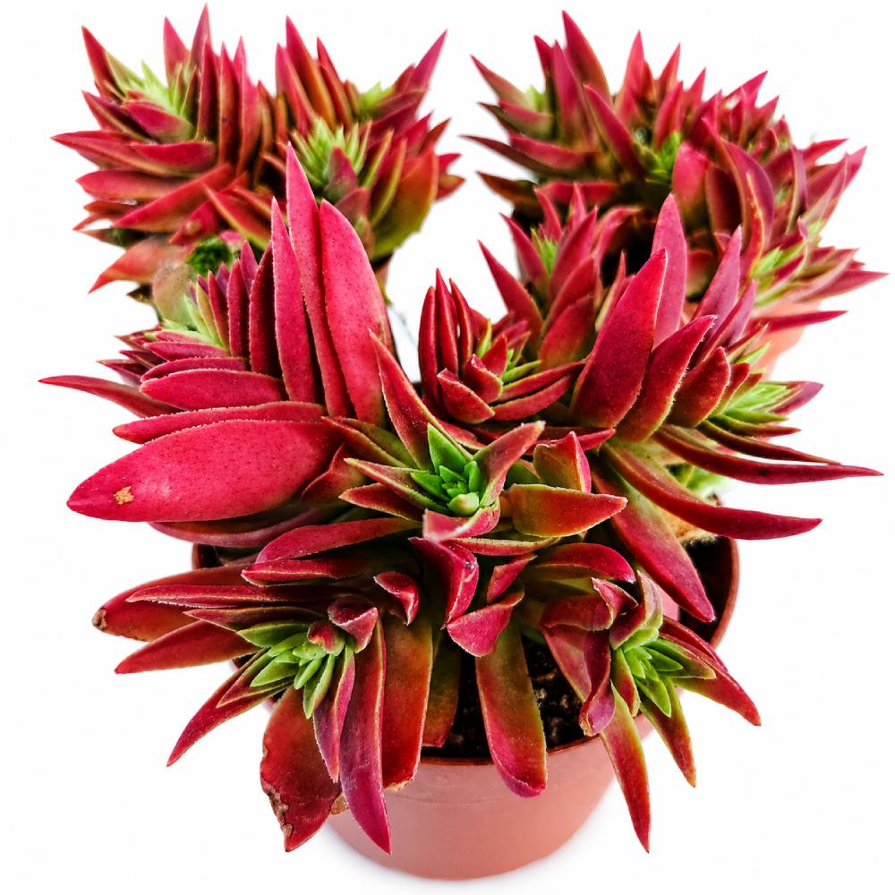 crassula corymbulosa