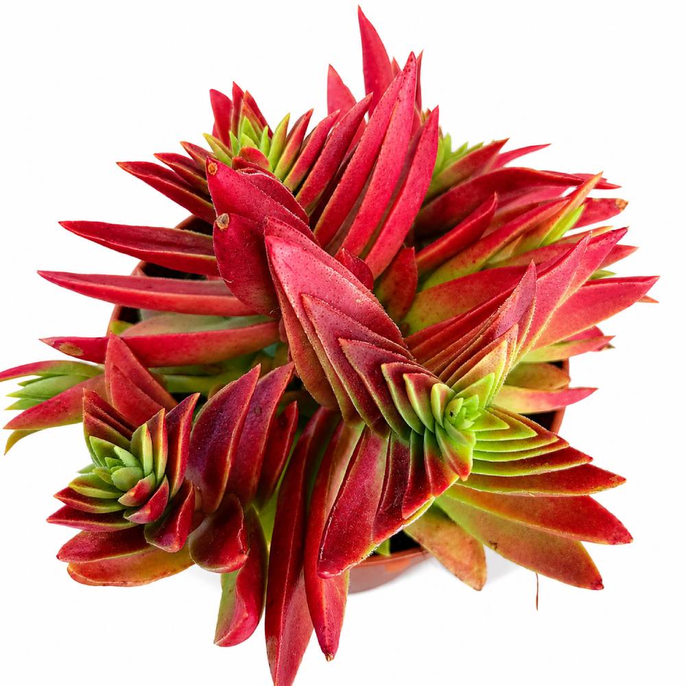 crassula corymbulosa