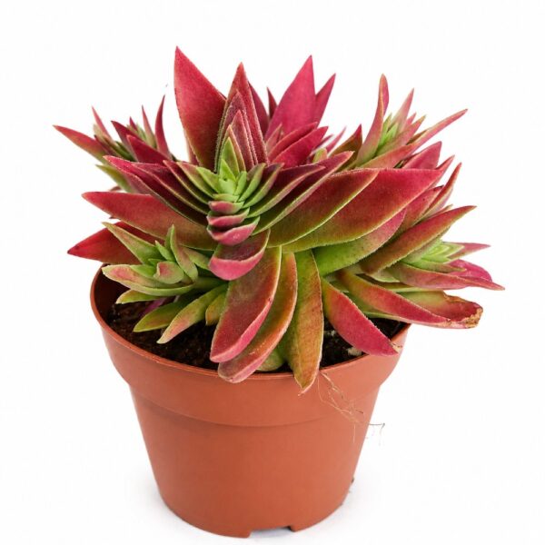 crassula corymbulosa