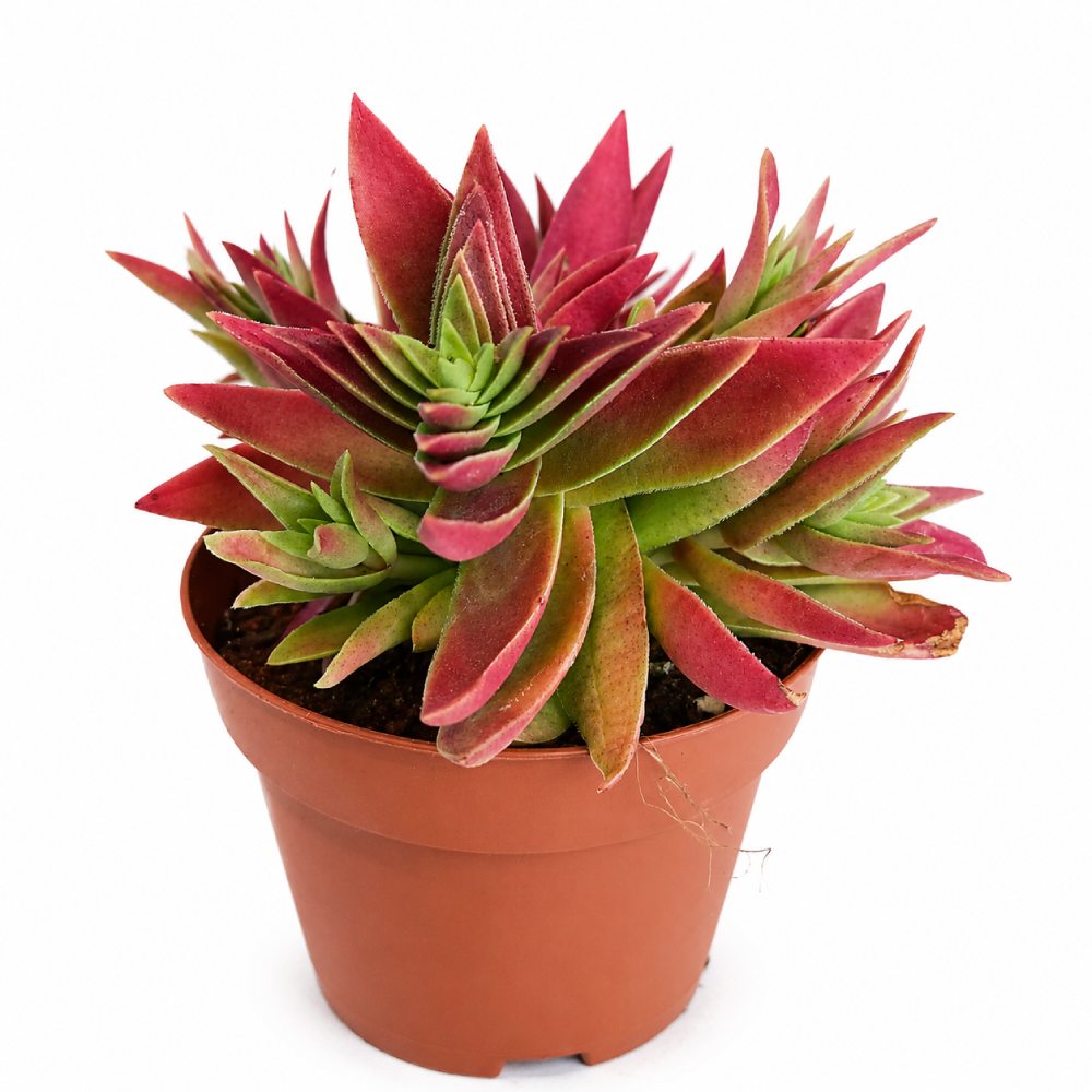crassula corymbulosa