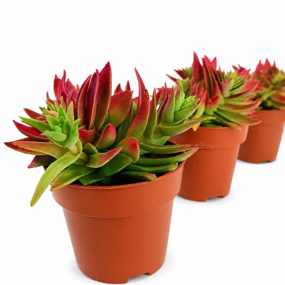 crassula corymbulosa