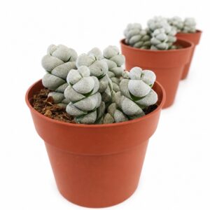 crassula moonstone