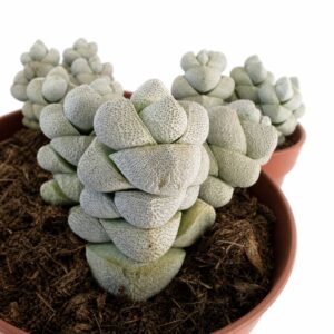 crassula moonstone