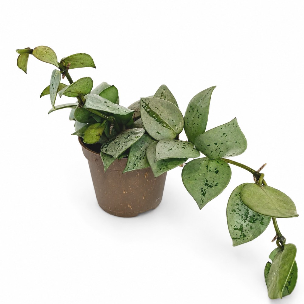 hoya arctic