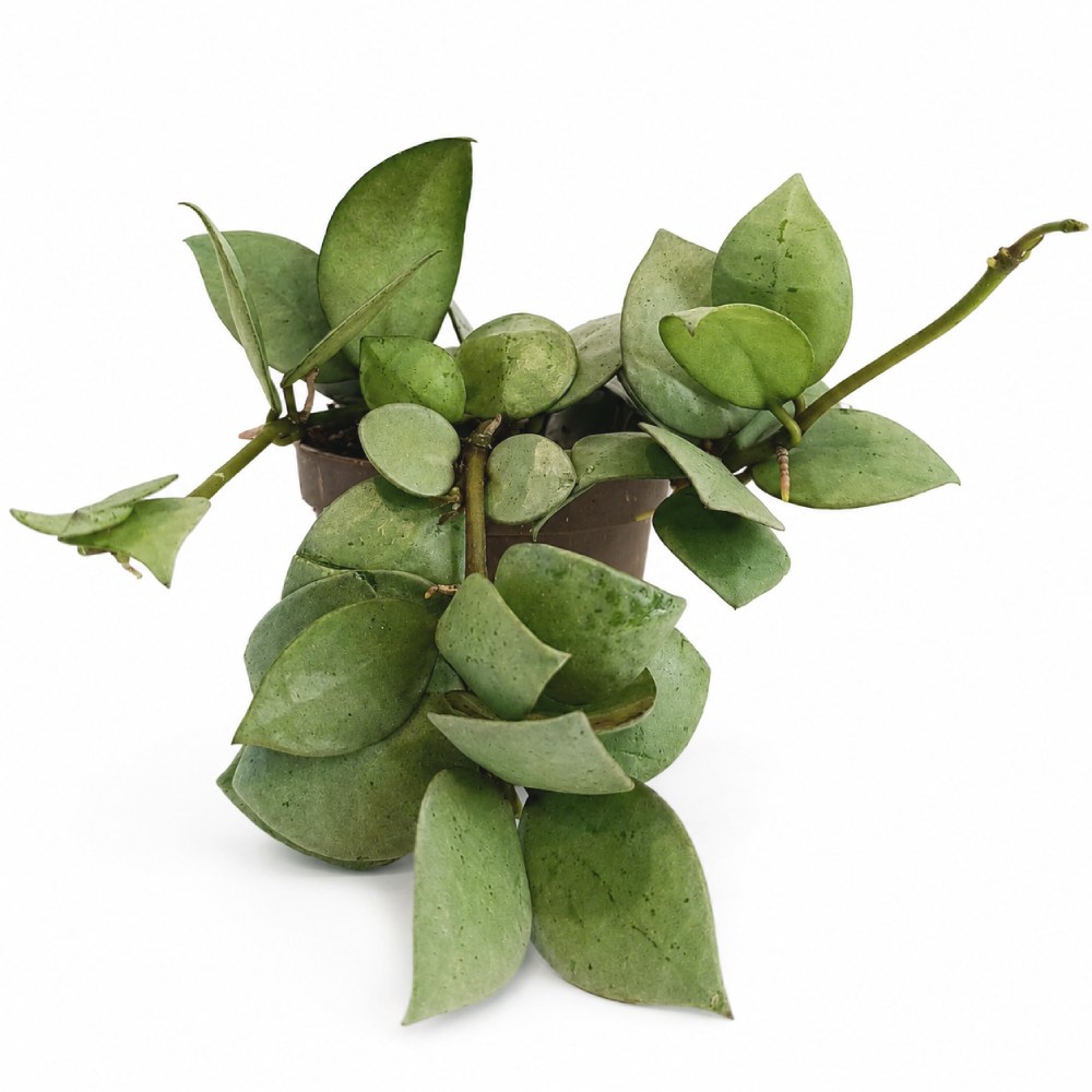 hoya arctic