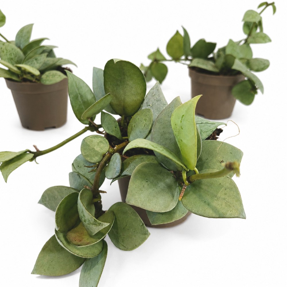 hoya arctic4