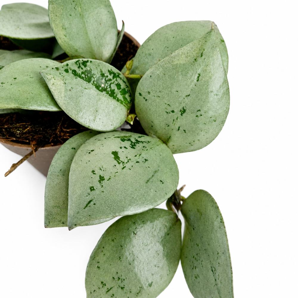 hoya arctic