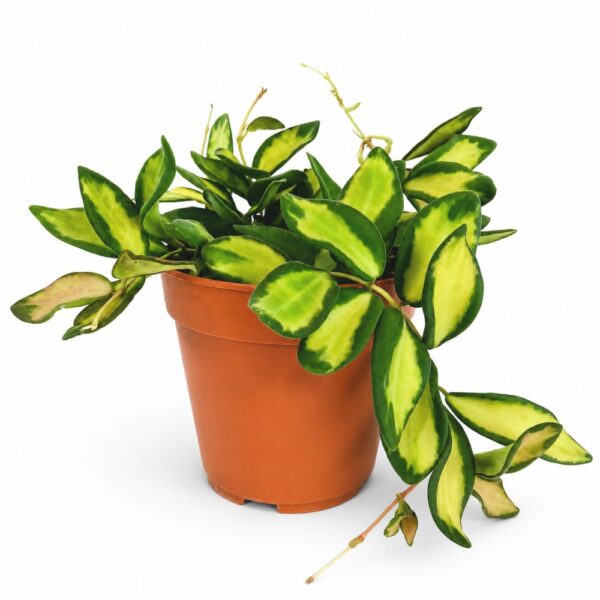 hoya burtoniae variegata