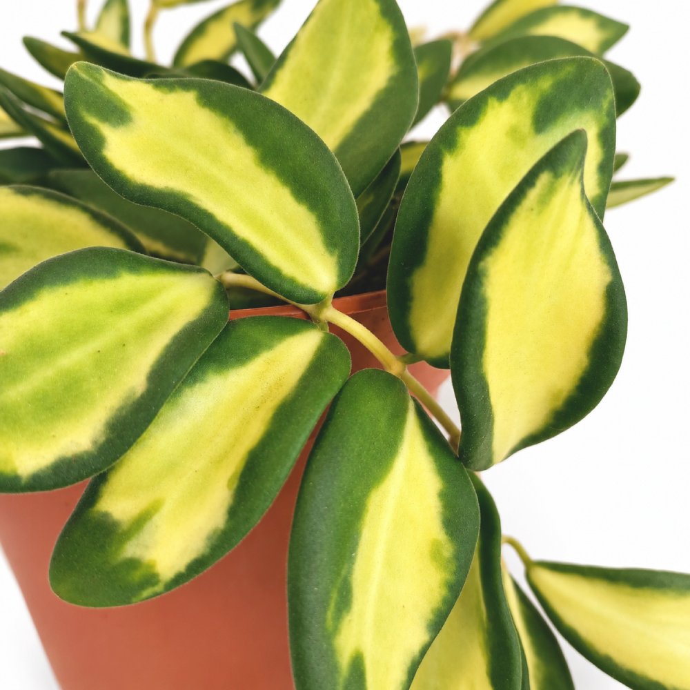hoya burtoniae variegata