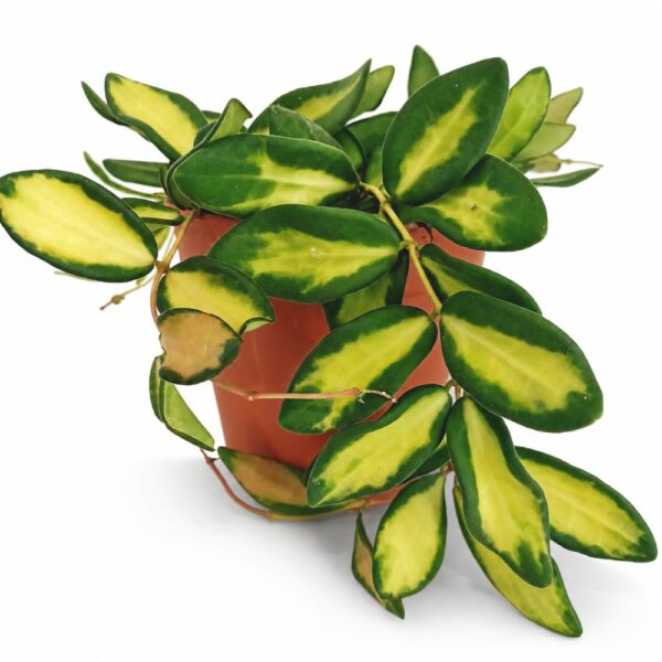 hoya burtoniae variegata