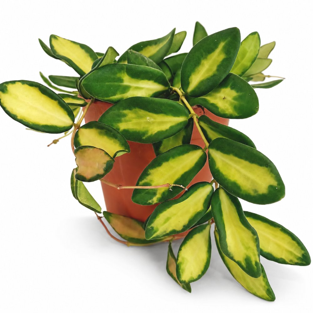 hoya burtoniae variegata