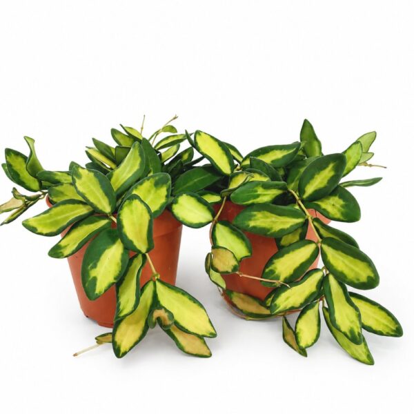 hoya burtoniae variegata