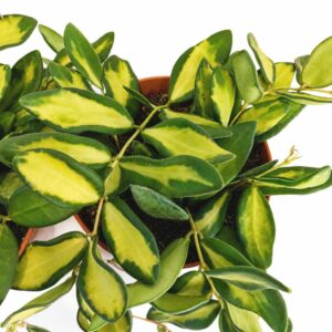 hoya burtoniae variegata