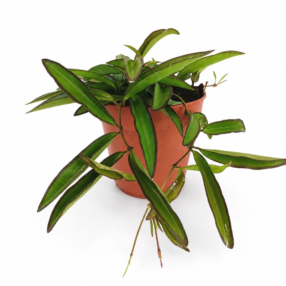 hoya wayetii