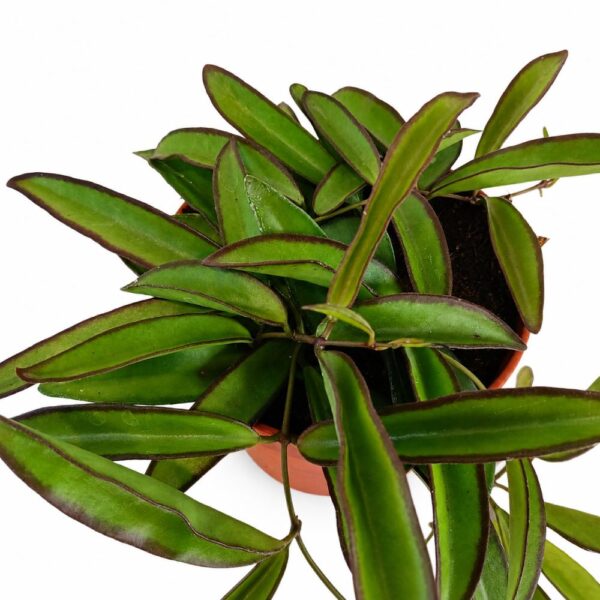 hoya wayetii