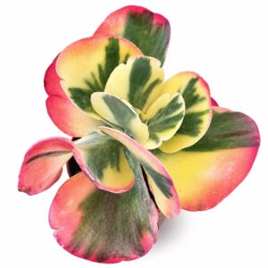 kalanchoe thyrsiflora variegata