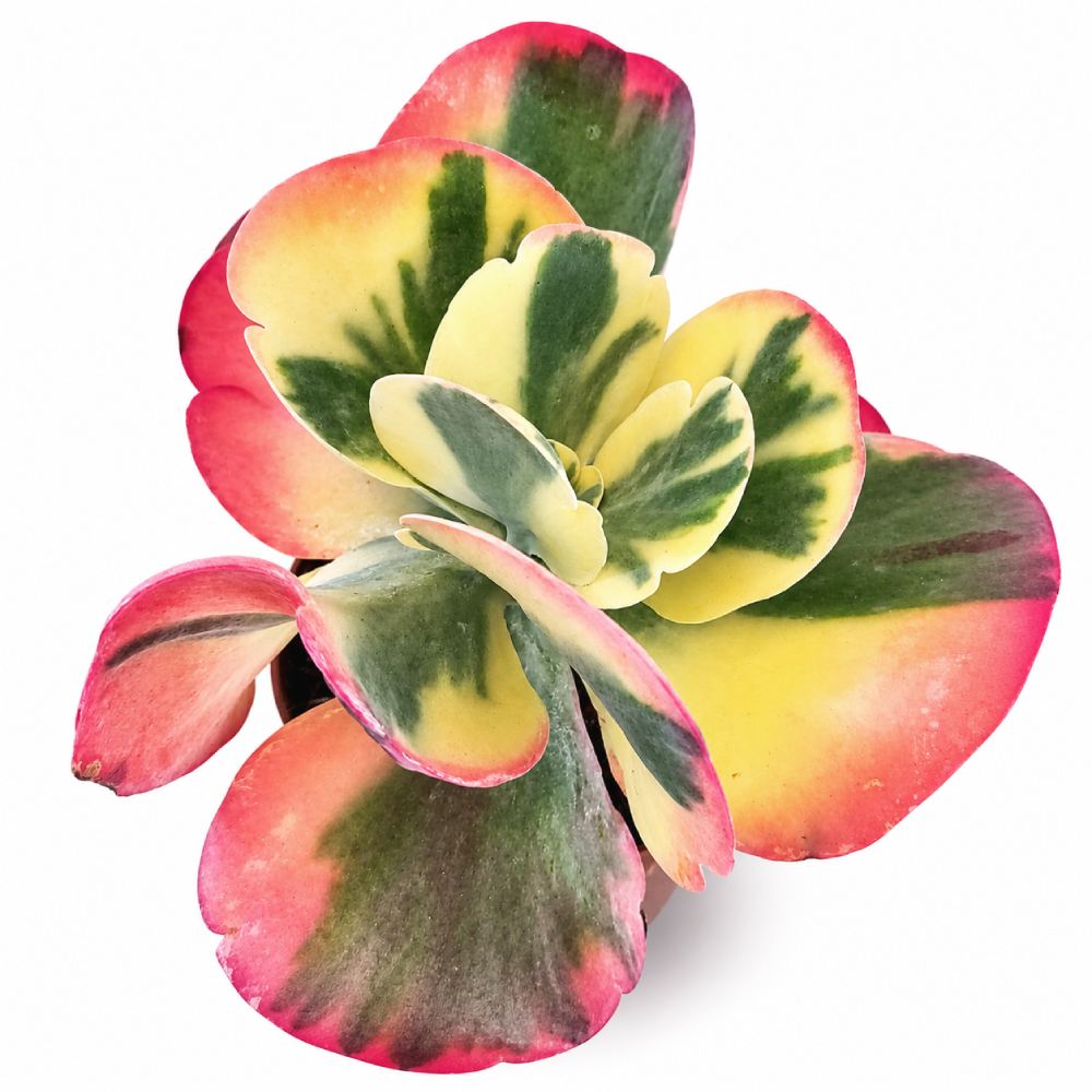 Kalanchoe Thyrsiflora Variegata 13cm  sukulent o zmiennych kolorach