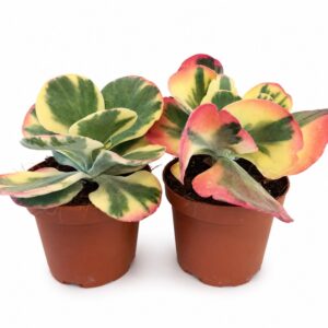 kalanchoe thyrsiflora variegata