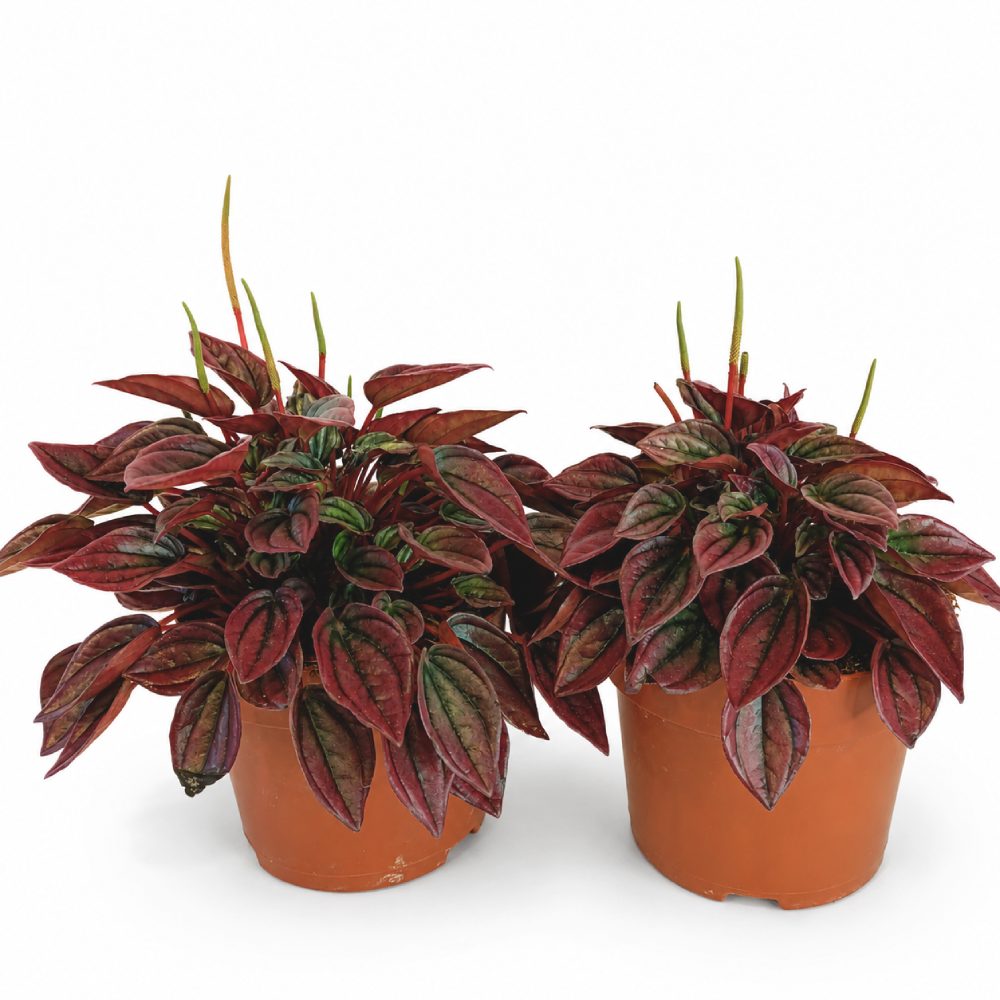peperomia caperata cayenne