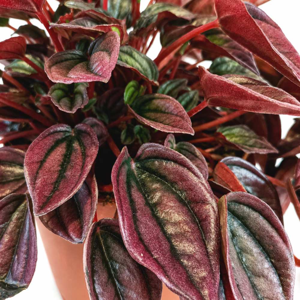 peperomia caperata cayenne