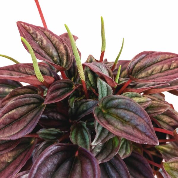 peperomia caperata cayenne