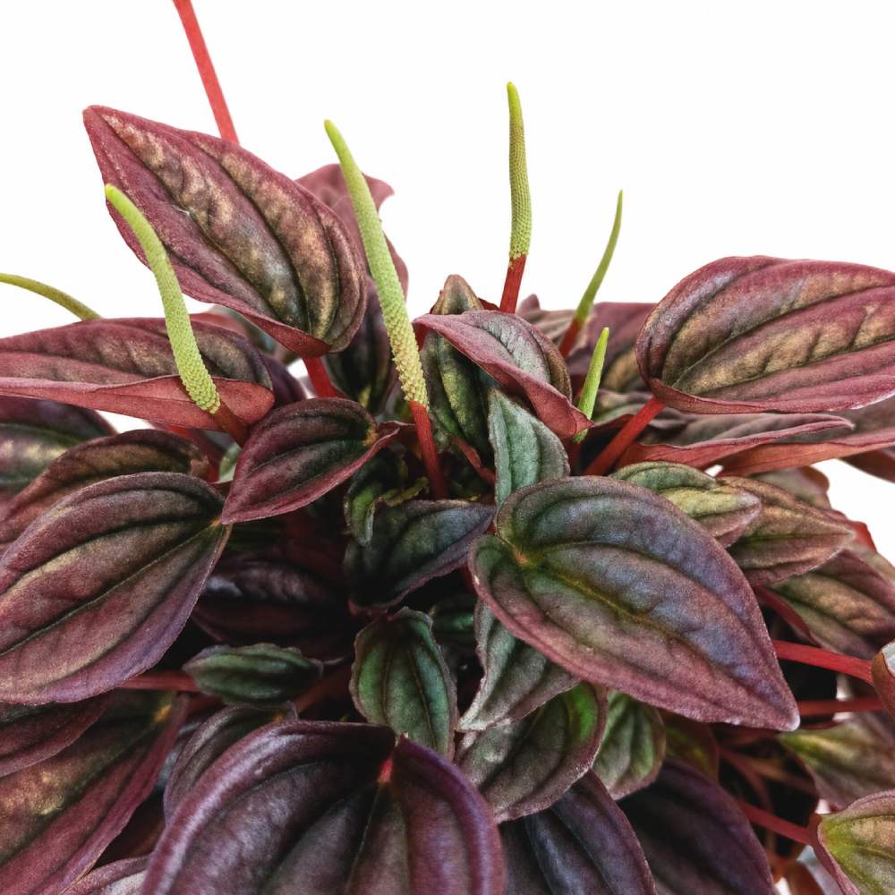 peperomia caperata cayenne