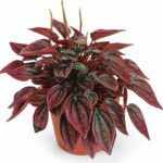 peperomia caperata cayenne