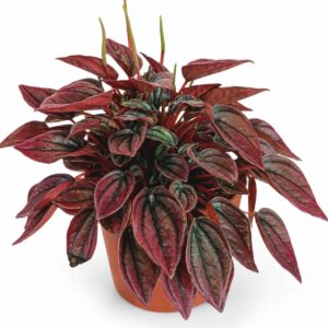 peperomia caperata cayenne