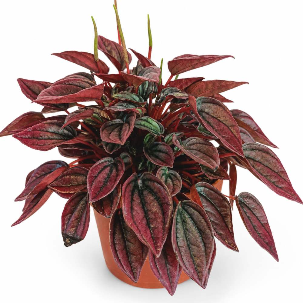 peperomia caperata cayenne