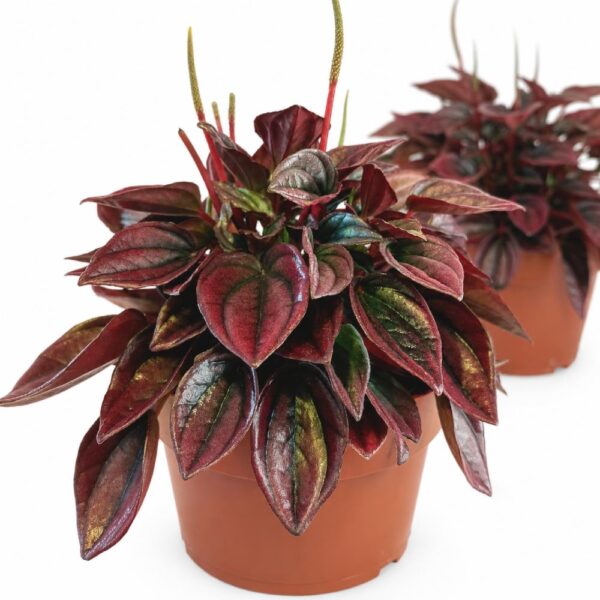 peperomia caperata cayenne