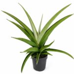 sansevieria comet pastel grey