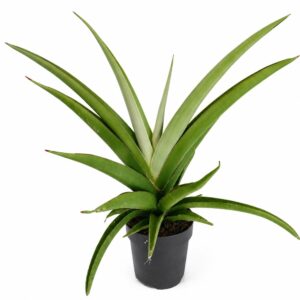 sansevieria comet pastel grey