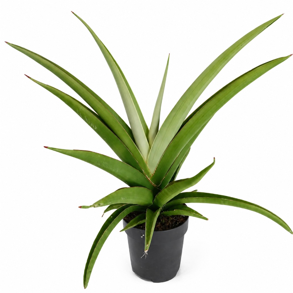 sansevieria comet pastel grey