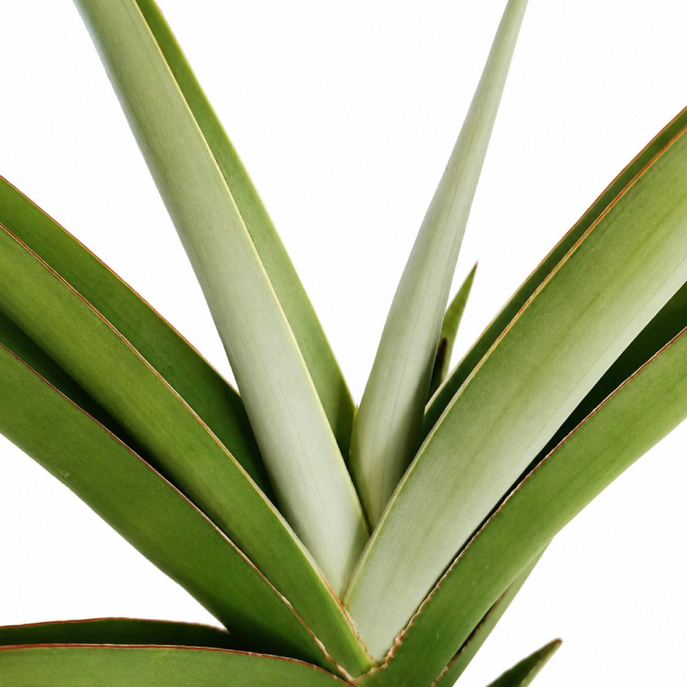 sansevieria comet pastel grey