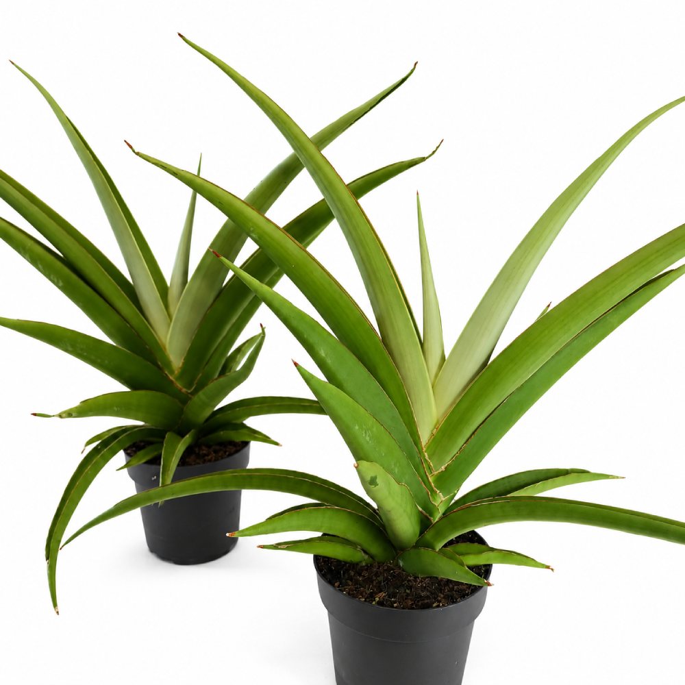 sansevieria comet pastel grey