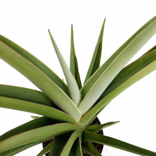sansevieria comet pastel grey