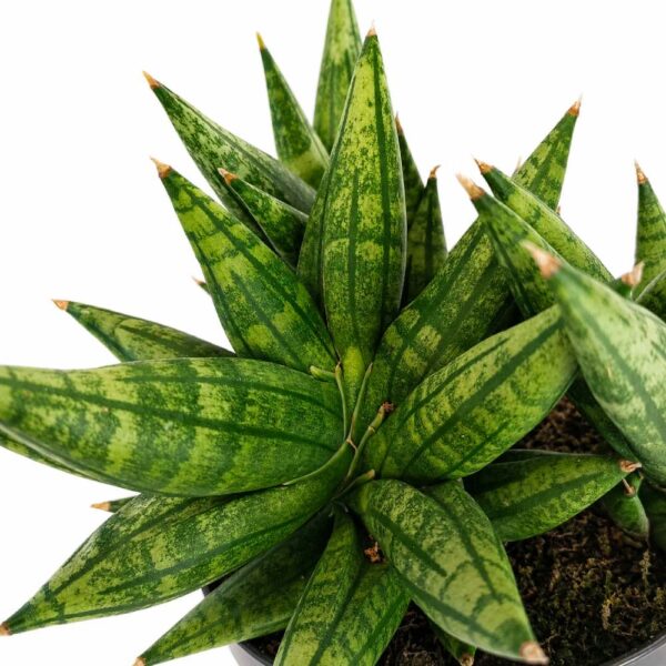 sansevieria cylindrica inti I