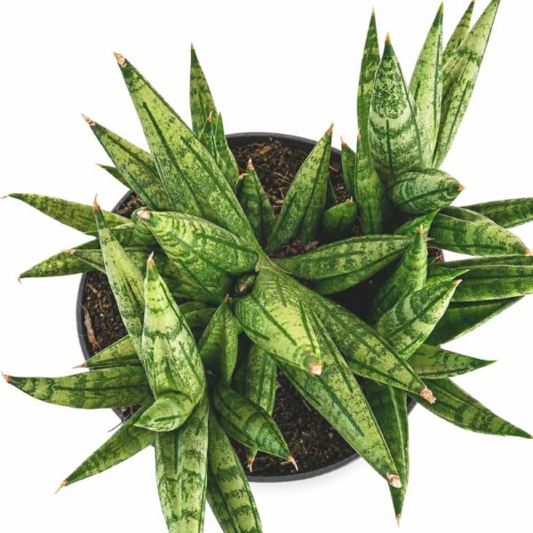 sansevieria cylindrica inti I