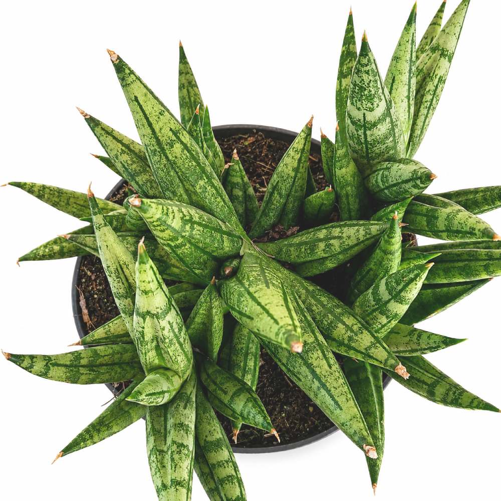 sansevieria cylindrica inti I